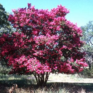 Crapemyrtle