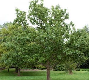 Chinkapin Oak