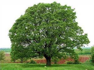 Mexican White Oak