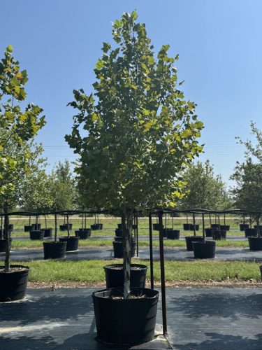 tips turf tree farm