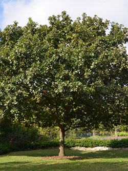 tips turf tree farm