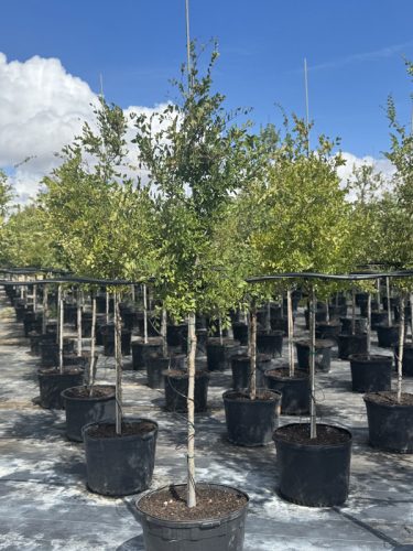 tips turf tree farm