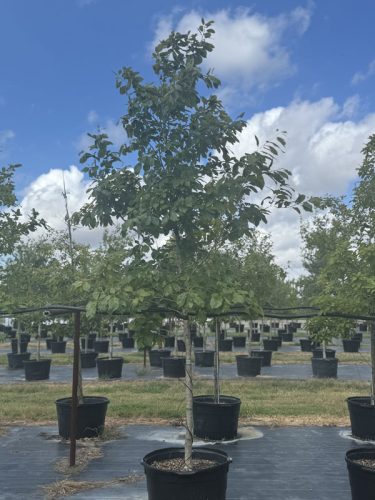 tips turf tree farm