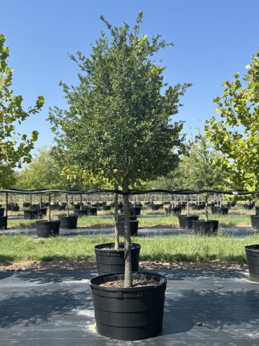 tips turf tree farm