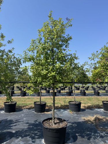tips turf tree farm
