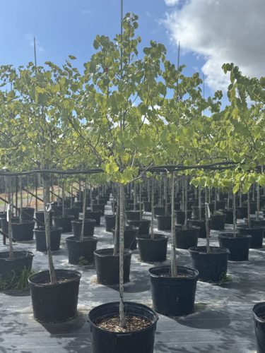 tree farm