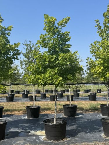 tips turf tree farm