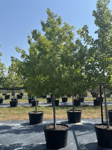 tree farm