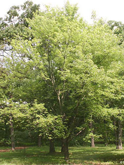 tree farm