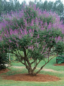 tips turf tree farm