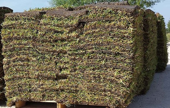 Grass & Tree Supplier