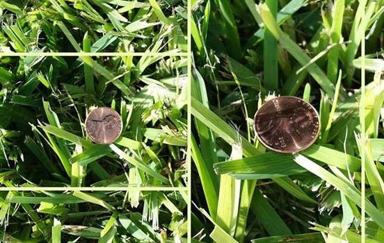 Grass & Tree Supplier