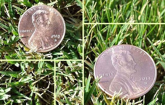 Grass & Tree Supplier