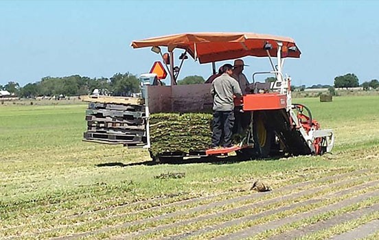 Grass & Tree Supplier