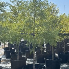 Bald Cypress