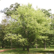 Silver Maple